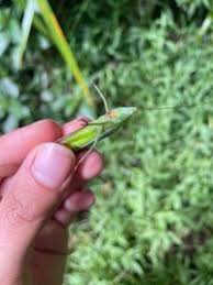 Image result for Ruspolia sp. no. 1 (Biegel 5407)