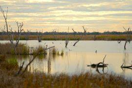 Image result for Lepturus repens