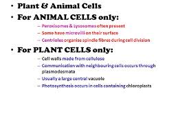 Centrioles present only in lower forms. Comparative Study Of Typical Prokaryotic Cell And Eukaryotes Ppt Video Online Download