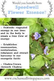 Pin On Herbal Alternative Medicine