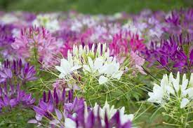 Cleome Spider Flower How To Grow Cleome Cleome Flowers Beautiful Flowers Garden Beautiful Flowers Pictures