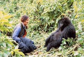 So you can imagine my surprise at the ending. Dian Fossey Google Doodle Celebrates Gorillas In The Mist Author On Her 82nd Birthday Mirror Online