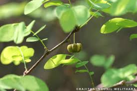 Image result for Phyllanthus pinnatus