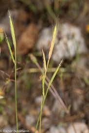 Image result for Bromus leptoclados