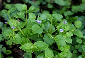 Image result for Craterostigma nummulariifolium