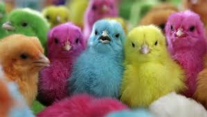 كتاكيت شم النسيم Pintinhos Pintinho De Bebe Bichinhos Bonitinhos