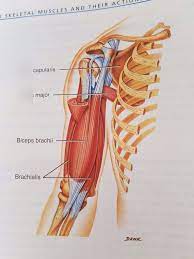 This tutorial will show you how to draw basic muscular male arm looking from the front view. A P Front Arm Muscles Diagram Quizlet