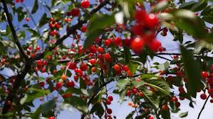 There are several characteristics differentiating the many cherry tree varieties. Red And Sweet Cherries On A Branch Of Cherry Tree In Summer By Life Music