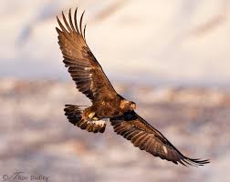 We did not find results for: Golden Eagle Banking In Flight In Warm Light Feathered Photography