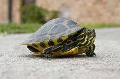 Peninsula Cooter Pseudemys Floridana Peninsularis Buy Peninsula Cooter Now And Save Cooter Turtle Box Turtle