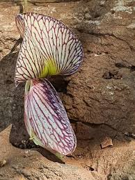 Image result for Ormocarpum kirkii