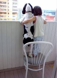 A Precious Moment Yavru Kopek Hayvanlar Kopek