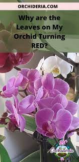 Why Is My Orchid Leaf Turning Red 5 Reasons And Remedies Orchideria Orchid Leaves Orchids Orchid Roots