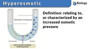 In biology, osmosis is defined as the net movement of water molecules through a semipermeable membrane (e.g. Hyperosmotic Definition And Examples Biology Online Dictionary