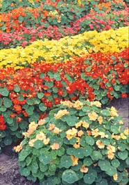 We did not find results for: Edible Landscaping Edible Of The Month Nasturtium Garden Org