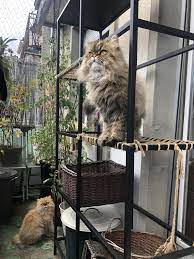 Pin On Cat Furniture