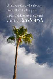 Advice from a palm tree reach high stand your ground soak up some sun be flexible find your oasis weather life's storms spend time at the beach! Palm Tree Quote Palm Tree Quotes Tree Quotes Life Quotes