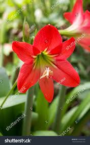 Image result for Amaryllidaceae