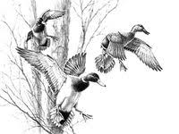 Mallard Duck Coloring Pages Animal Illustration Art Hunting Drawings Hunting Art