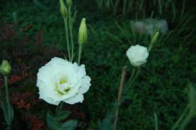 Image result for eustoma lisianthus in garden