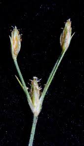 Image result for Bulbostylis clarkeana