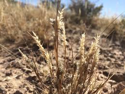 Image result for Enneapogon desvauxii