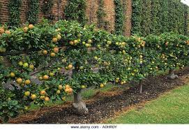 It is better to direct tree growth with training than to correct it with pruning. Espalier Trained Apple King Of The Pippins Single Cordon Trained Pear In Walled Hatton Fruit Garden Stock I Fruit Garden Espalier Fruit Trees Fruit Trees