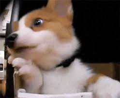 Maybe you would like to learn more about one of these? Corgi Friday Look How Happy This Dog Is Corgi Cute Funny Animals Cute Animal Photos