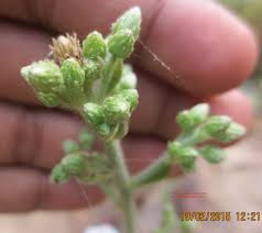 Image result for Blumea squarrosa