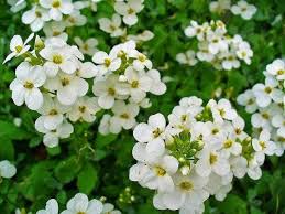 Image result for Arabis alpina