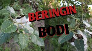 Cara Okulasi Singkil Dengan Sancang By Lakui To