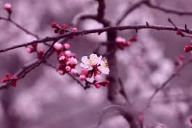 190 sakura hd wallpapers and background images. Background Beauty Bloom Blur Branch Bud Buds Cherry Blossom Flower Flowers Macro Nature Petals Pink Purple Sakura Season Spring Tree White White Pink Cherry Blossom Wallpapers Hd Desktop And Mobile Backgrounds