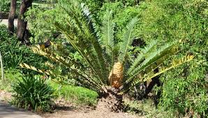 Image result for Cyathula natalensis