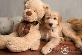 She is the sister of bella. Miniature F1b Goldendoodle Goldendoodle Puppy F1b Mini Goldendoodle Mini Goldendoodle