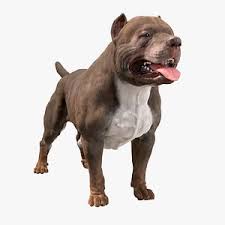 Pets & animals, pets for sale, dogs. 3d Pitbull Models Turbosquid