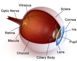 Eye Anatomy Drs Todd Giannetti Ralston Eyecare