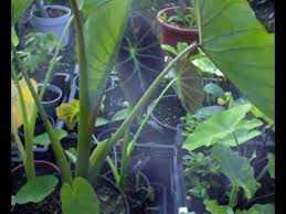 We did not find results for: Colocasia Timelapse New Leaf Youtube