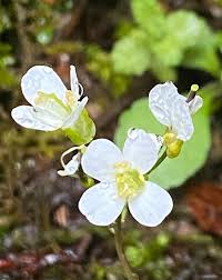 Image result for Arabis alpina