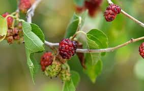 Image result for Morus