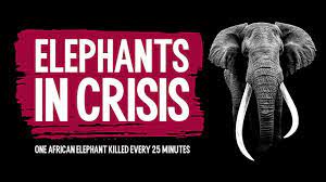 Save The Elephants - Youtube