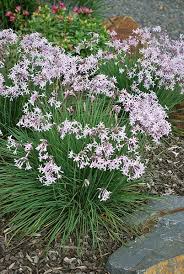 Image result for Tulbaghia cameronii