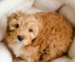 Cavapoo puppies are excellent with children of all ages. Sleeping Bear Kennels Health Temperament Quality