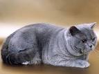 British Shorthair Cat Breed Profile | Petfinder