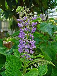 The nice classification is based on a multilateral treaty administered by wipo.this treaty, consummated on 15 june 1957 in nice, france, is called the nice agreement concerning the international classification of goods and services for the purposes of the registration of marks. Plectranthus Fruticosus Wikipedia