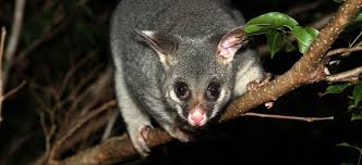 Now that you know some of the pest birds and may have identified your pest, we need to get rid of your problem. 5 Easy Diy Possum Deterrents For Your Home Garden