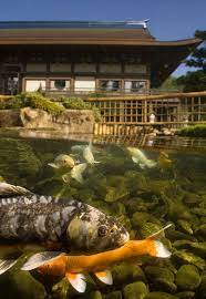 Browse 6,937 koi carp stock photos and images available, or search for goldfish or koinobori to find more great stock photos and pictures. Koi Pond At Japan Pavilion In Epcot Disney Parks Blog