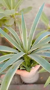 Image result for Pterodiscus angustifolius