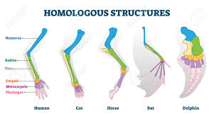 We did not find results for: Homologous Structures Vector Illustration Biological Species Example Scheme Labeled Structural Diagram With Bone Titles Humerus Ulna And Carpals In Various Creature Skeletons From Common Ancestry Royalty Free Cliparts Vectors And Stock Illustration