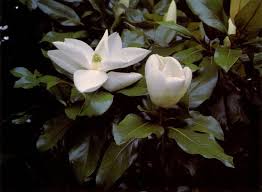 Flowering trees in the pacific northwest. Pacific Horticulture Broadleaved Evergreen Trees For The Pacific Northwest Flowering Trees Magnolia Bush Evergreen Trees