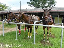 Semua kereta terpakai hari ini pernah jadi kereta baharu pada suatu masa dulu? Iskandar Polo Club Ipoh From Emily To You
